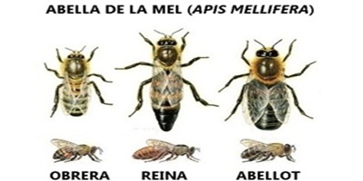 meteorit marina martinez